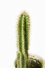 Image showing Cactus