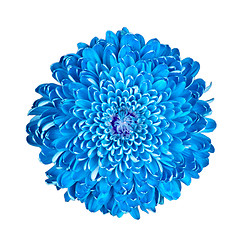 Image showing Blue chrysanthemum