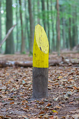 Image showing Painted marking in a dutch forrest