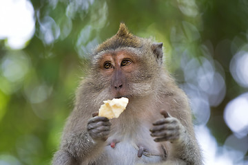 Image showing Long-tailed Macaque Monkey