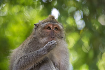 Image showing Long-tailed Macaque Monkey