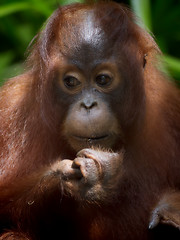 Image showing Borneo Orangutan