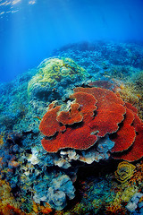 Image showing Underwater landscape