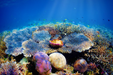 Image showing Underwater coral reef
