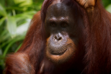 Image showing Borneo Orangutan