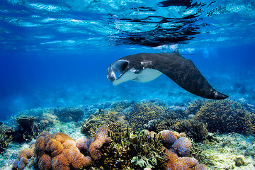 Image showing Manta Ray