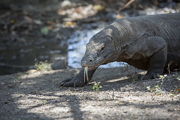 Image showing Komodo Dragon