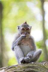 Image showing Long-tailed Macaque Monkey