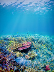 Image showing Underwater coral reef