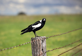 Image showing Australian Magpie 