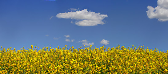 Image showing Canola and Blue Sky