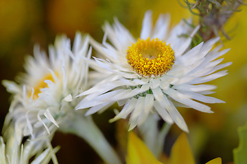 Image showing Pretty white flowers with yelllow centre