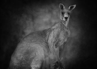 Image showing Australian kangaroo (Macropus giganteus)  in black and white