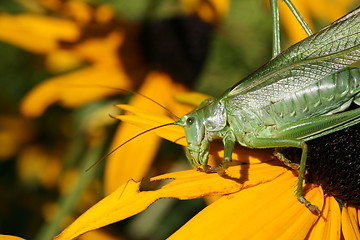 Image showing Green Grasshopper MACRO