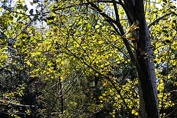 Image showing Forest in Autumn