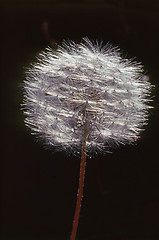 Image showing Dandelion 