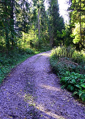 Image showing Forest Road