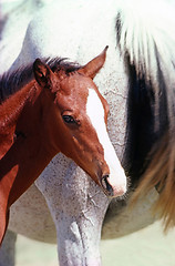 Image showing Mare with foal