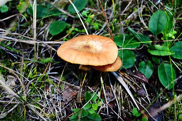 Image showing Mushroom