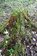 Image showing Tree Stump