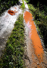 Image showing Forest Road