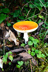 Image showing Mushroom