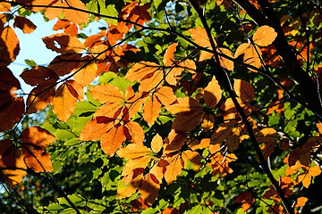 Image showing Forest in Autumn