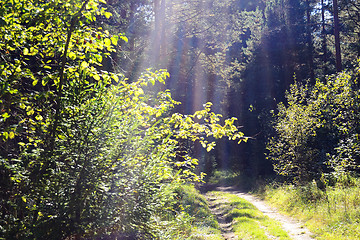 Image showing Forest Road