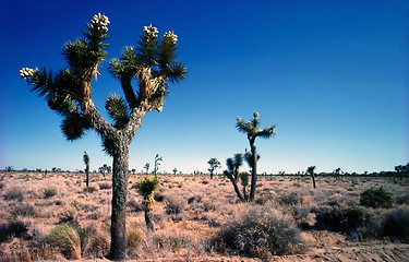 Image showing Joshua Tree National Park