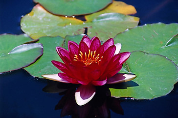 Image showing Water Lily