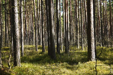 Image showing pine tree forest