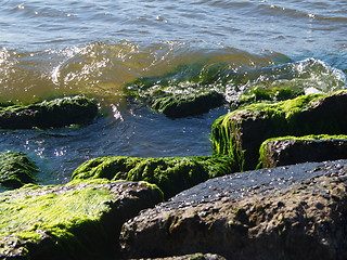 Image showing Seaweed on rocks at beach