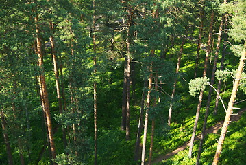 Image showing fir tree forest in morning time