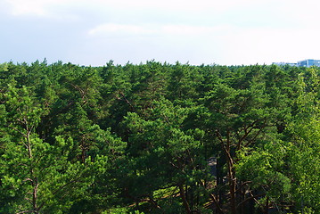 Image showing fir tree forest in morning time