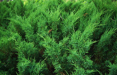 Image showing fir tree forest in morning time