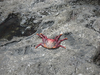 Image showing crab on the stones