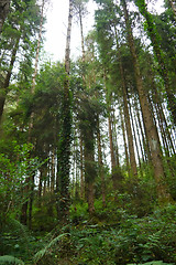 Image showing Rays of light beaming trough the tree