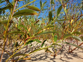 Image showing Plants growing at the Baltic beach