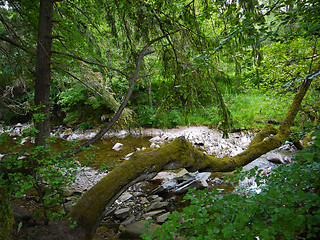 Image showing River deep in mountain forest.