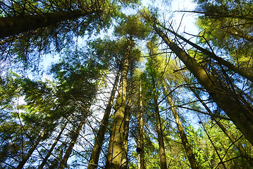 Image showing Rays of light beaming trough the tree