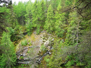 Image showing Green forest. Tree with green Leaves