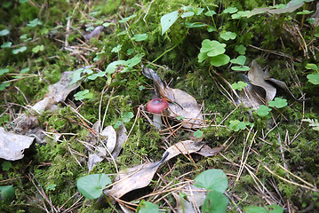 Image showing mushrooms in forest