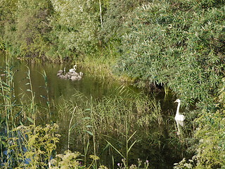 Image showing River deep in mountain forest and swans