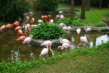 Image showing Set of red flamingo