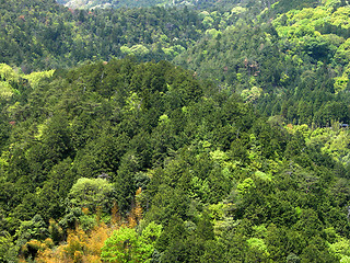 Image showing Green forest