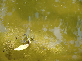 Image showing Green frog swiming on grass