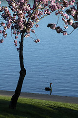 Image showing black swan