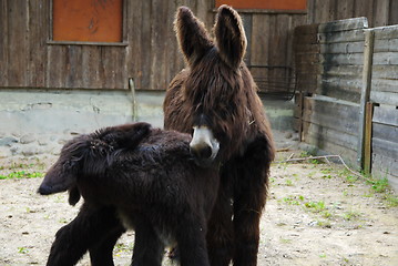 Image showing Two cute Donkeys