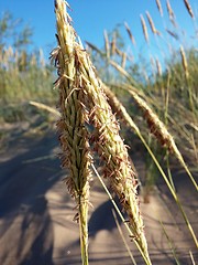 Image showing Seed grass