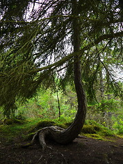 Image showing Green forest. Tree with green Leaves